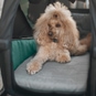 Thule Bexey Dog Bed L Hundebett für Hundeanhänger